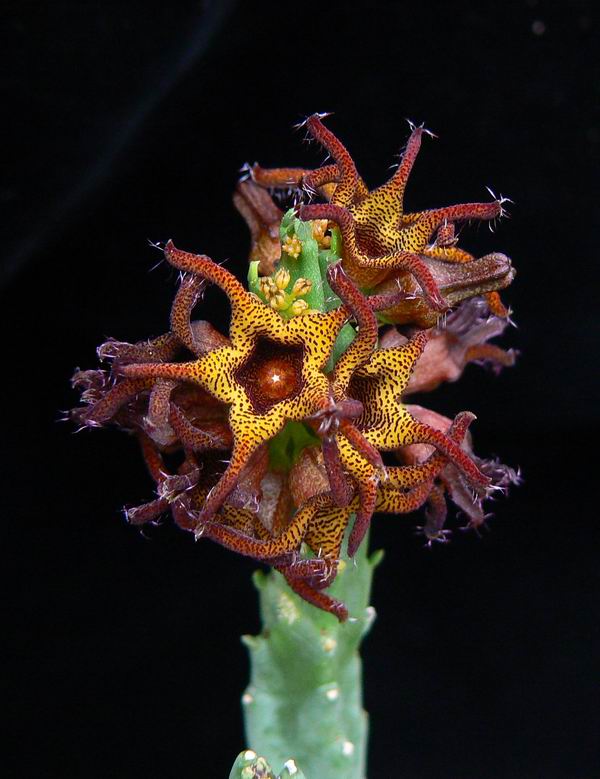 39 Caralluma plicatiloba P1360371.jpg