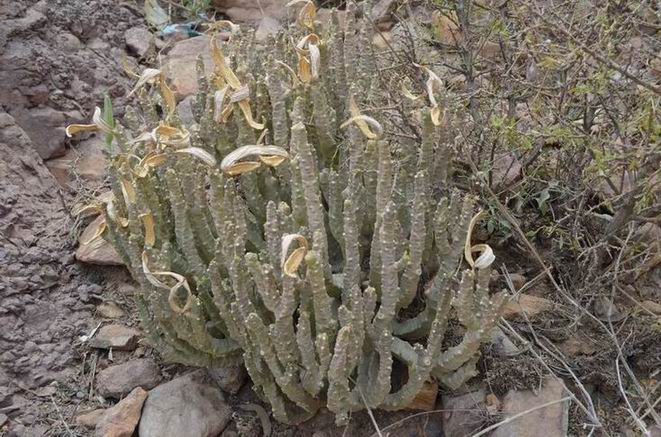 40 Caralluma quadrangula (Wadi Dahr, Yemen) JL DSC_0006.JPG