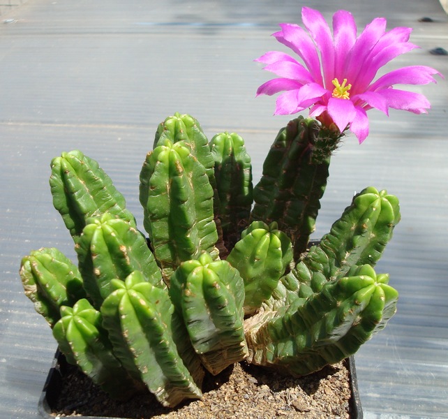 200726 Echinocereus viereckii ssp. morricalii.JPG