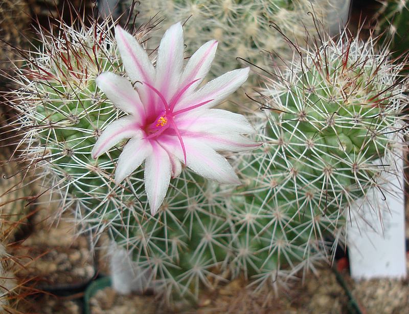 200726 Mammillaria fraileana.JPG