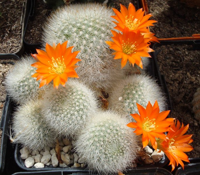 200726 Rebutia muscula.JPG
