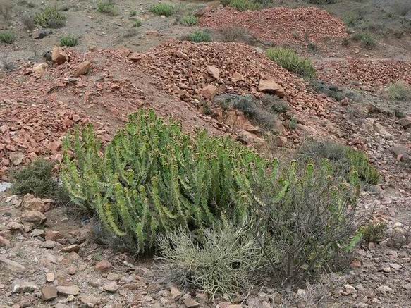 47 Euphorbia cactus Suq al Samil Yemen P1240294.JPG