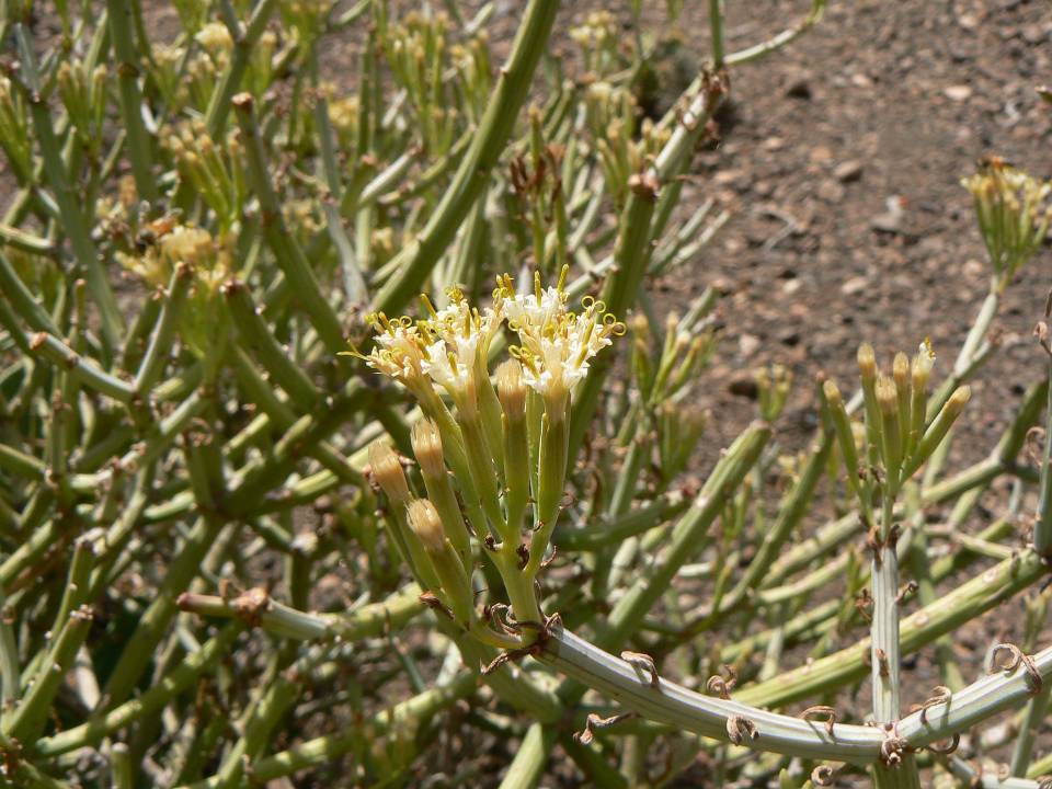 50 Senecio (Kleinia) odorum.jpg
