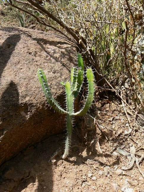 52 Euphorbia inarticulata.jpg