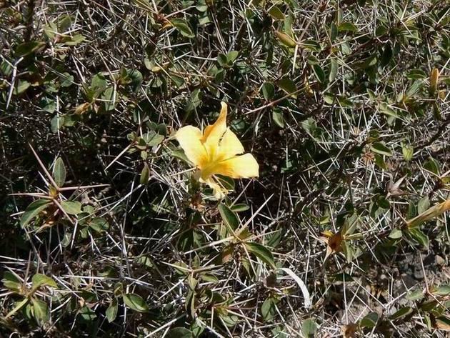 56 Barleria spinicyma.jpg