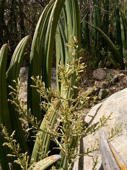 64 Sansevieria ehrenbergii Suq al Samil.jpg
