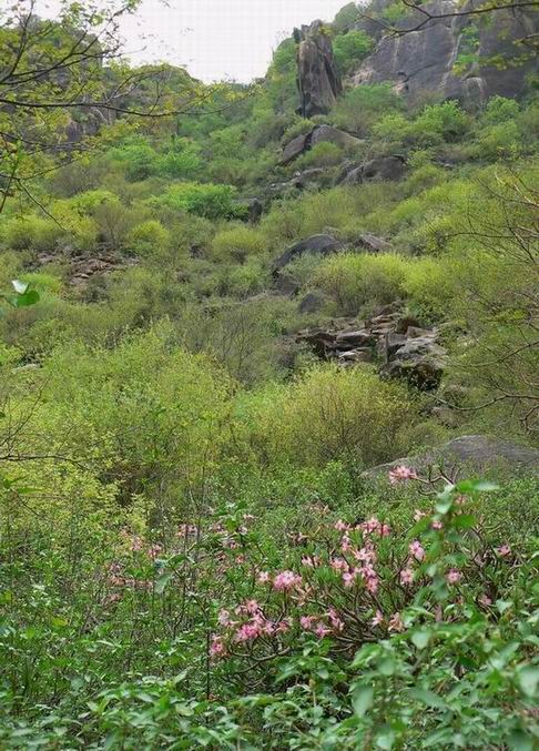 71 Adenium arabicum Jabal Bura.jpg