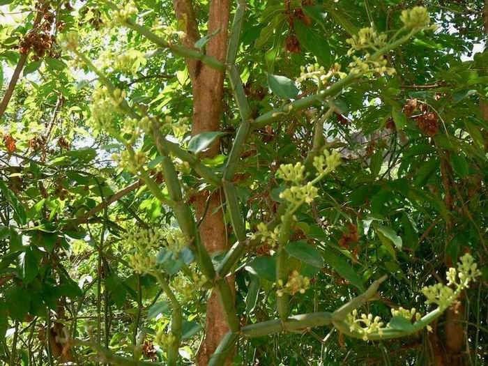 73 Cissus sp.aff. quadrangularis.jpg