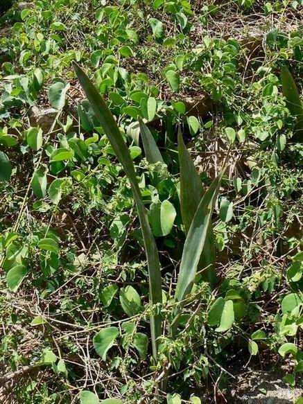 75 Sansevieria forskaoliana.jpg