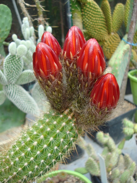 200728 Boutons de Trichocereus huasha grandiflora.JPG