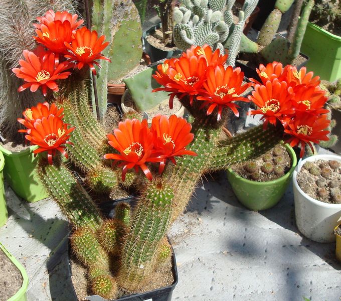 200729 Trichocereus huasha grandiflora.JPG