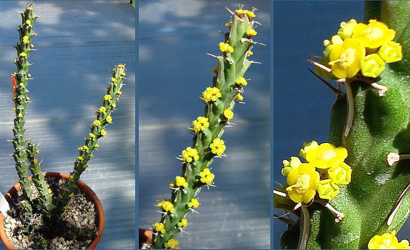 200820 Euphorbia uhligiana.jpg