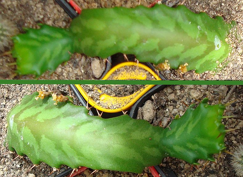 200820 Boutures d'Euphorbia stellata.jpg