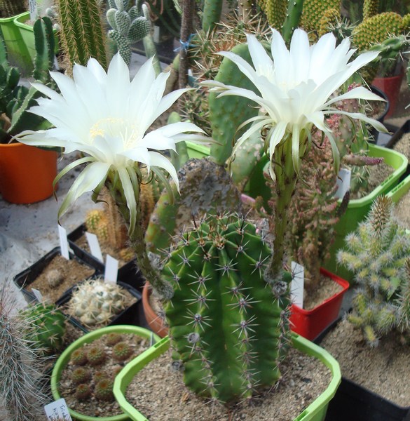 200824 Echinopsis oxygona.JPG