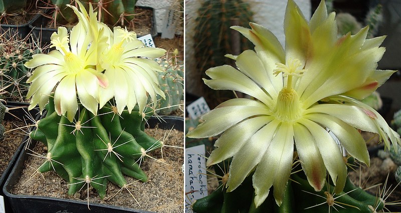 200901 Ferocactus hamatacanthus.jpg