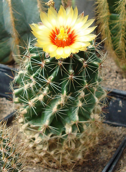 200901 Ferocactus setispinus.JPG