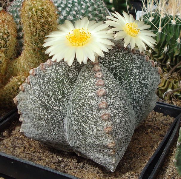 200901 Astrophytum myriostigma Quadricostatum.JPG