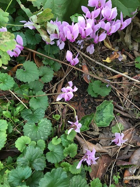 Cyclamen de Naples.jpg