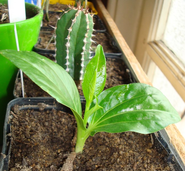 201111 Adansonia digitata.JPG