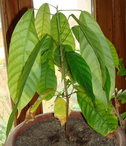 201111 Cacaoyer.JPG