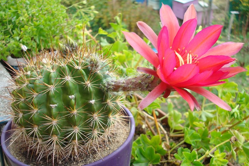 201111 Echinopsis mamillosa var. kermesina.JPG