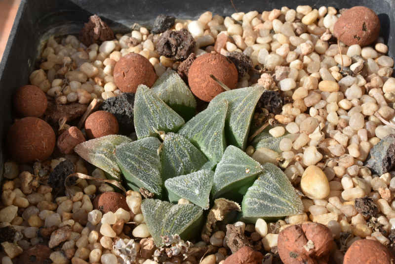 pygmaea V pygmaea.JPG