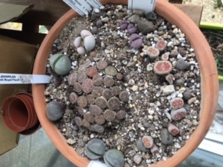 Pleiospilos nelii avant.jpg