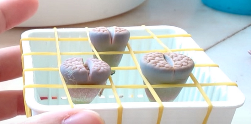 210131 Repiquer des Lithops.jpg