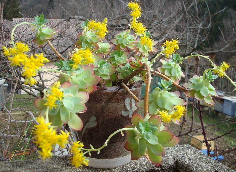 210209 Sedum palmeri.JPG