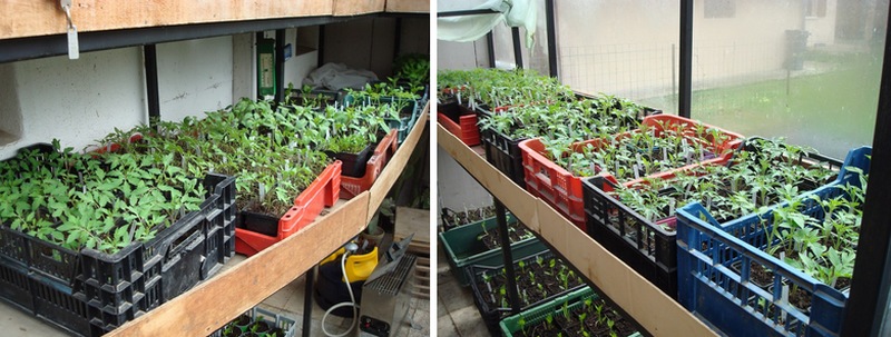 210412 Semis de tomates.JPG