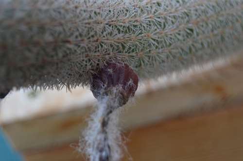 DSC_2456.jpg