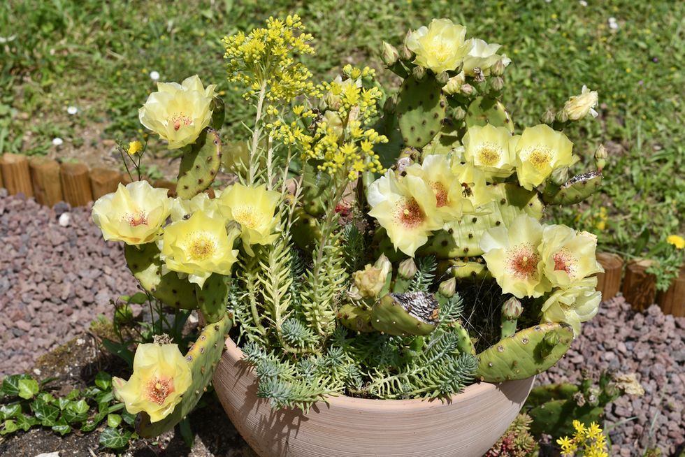 humifusa_fleur_2021.jpg