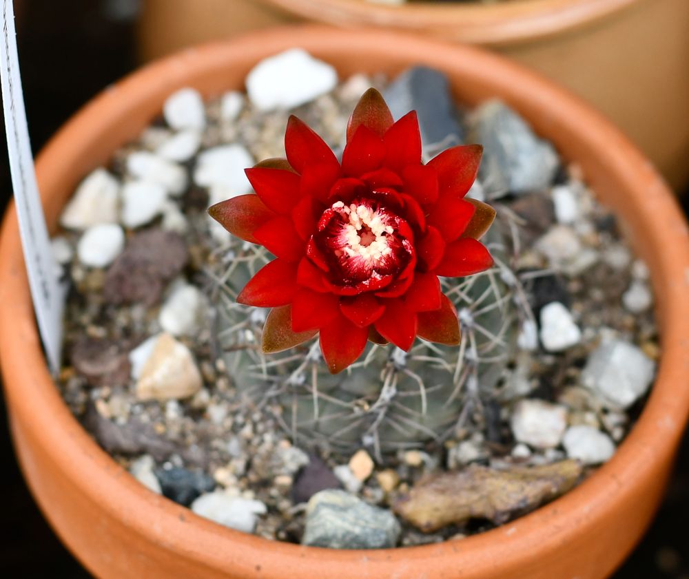 gymnocalycium_baldianum_JO295.jpg