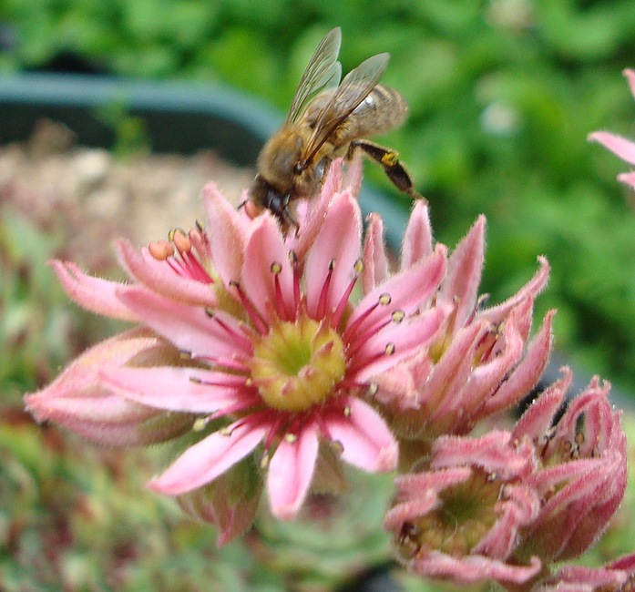 210724 Abeille sur Sempervivum.JPG