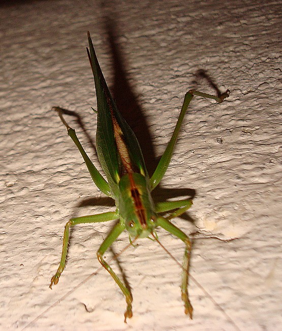 210802 Tettigonia viridissima.JPG