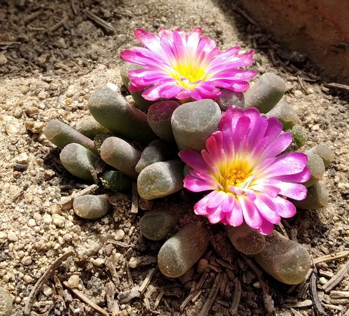 210813 Frithia pulchra.jpg