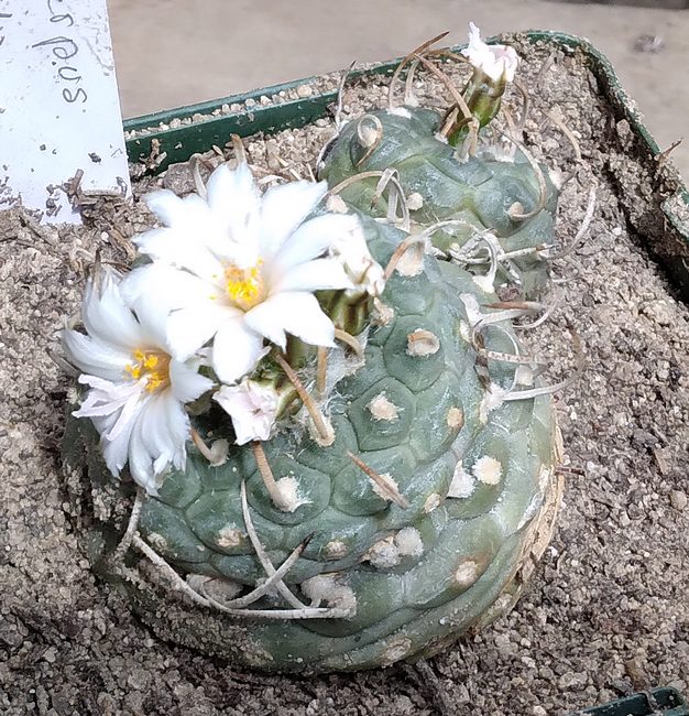 210815 Turbinicarpus polaskii.jpg
