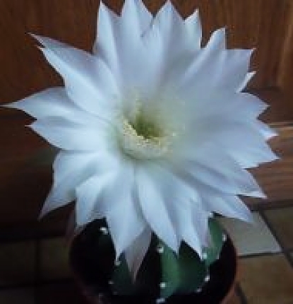 Echinopsis subdenudata 32 23 8 2021 www_opt (1).jpg