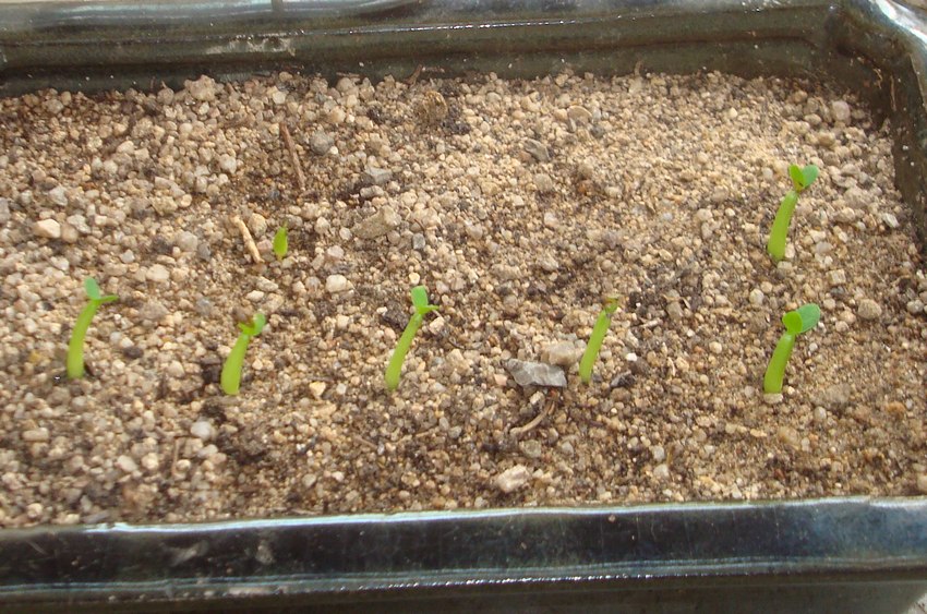 210825 Semis d'Euphorbia obesa.JPG