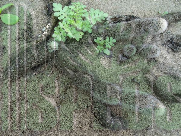 Haageocereus lanugispinus in situ (2).jpg