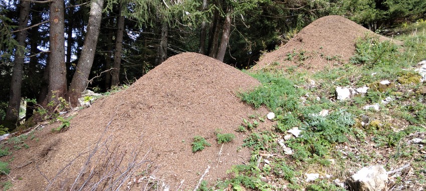 210927 fourmilières de Haute Savoie.jpg