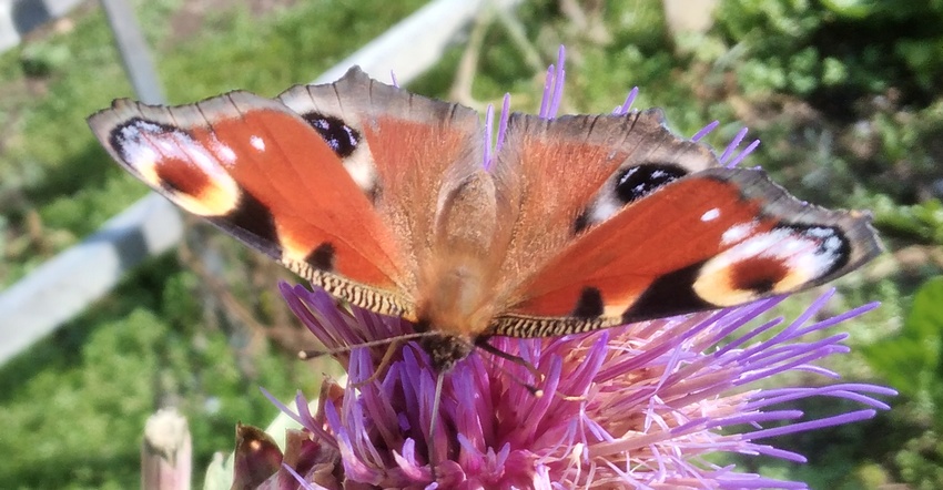 211031 Un beau papillon.jpg