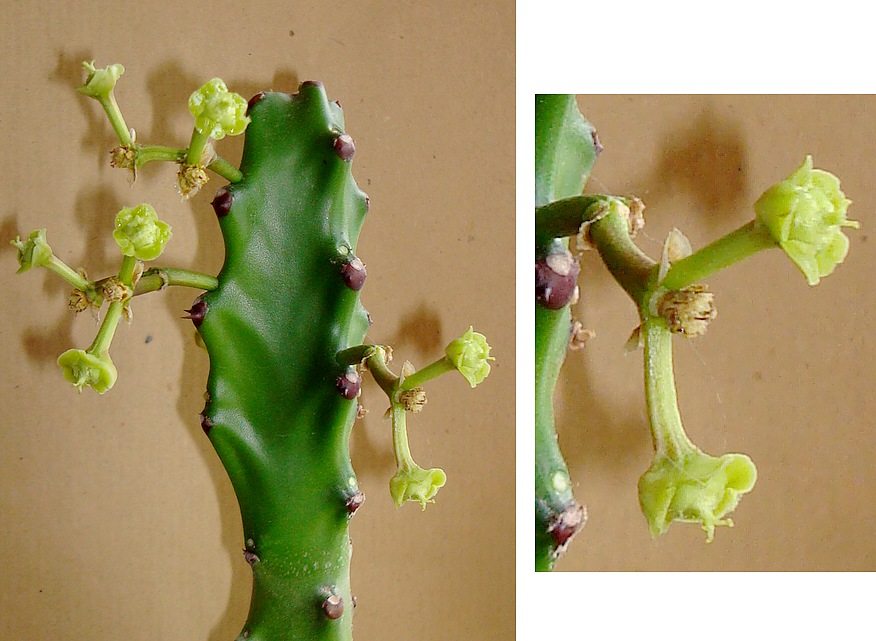 211128 Fleur femelle d'Euphorbia mayuranathanii.JPG