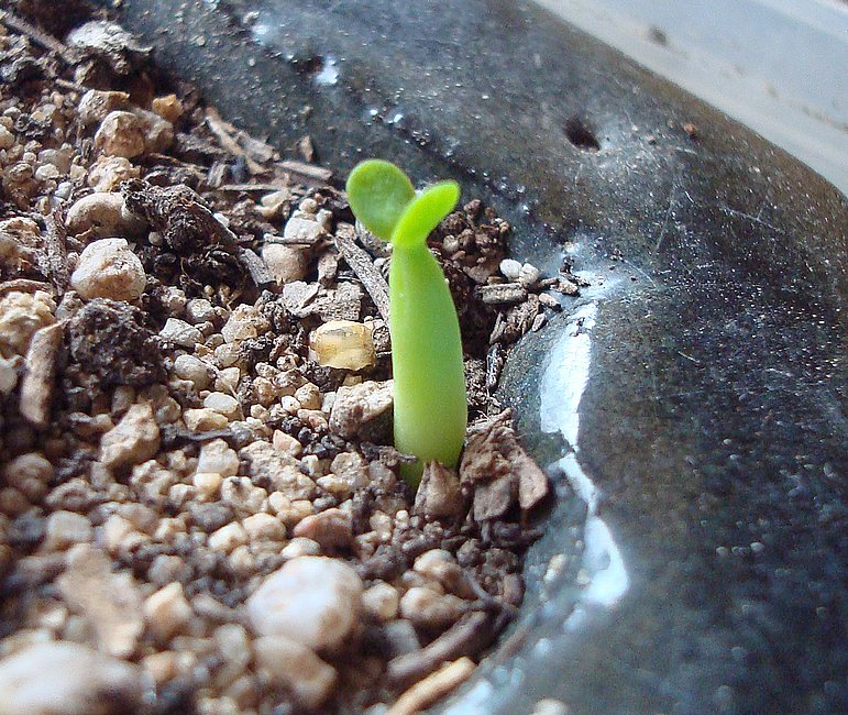 211128 Mini Euphorbia obesa.jpg