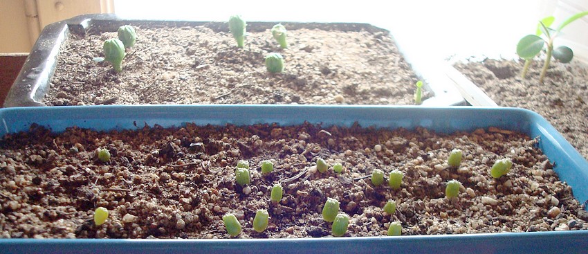 211128 Des semis divers.JPG