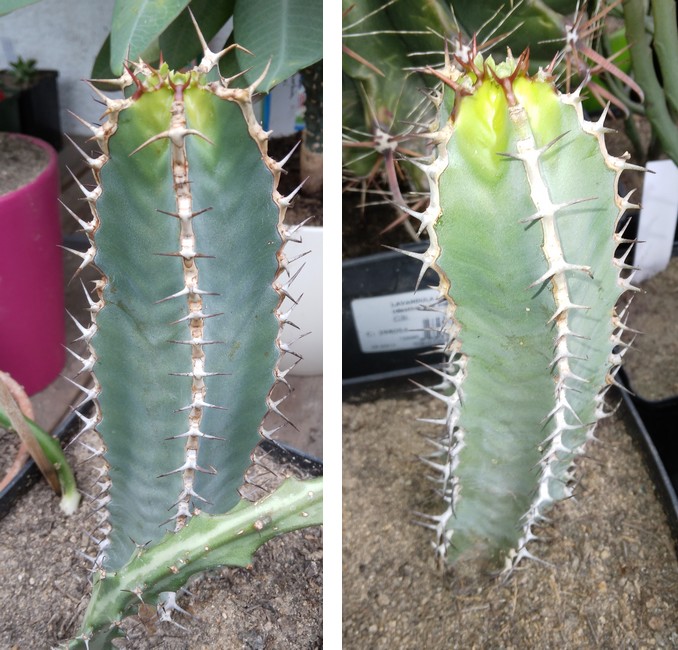 220605 Boutures d'Euphorbia avasmontana.jpg