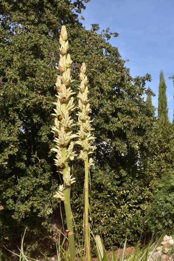 Puya 2.JPG