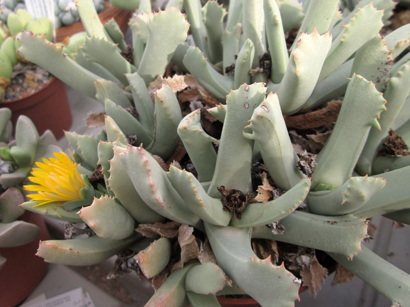 Schwantesia_rudebuschii.jpg
