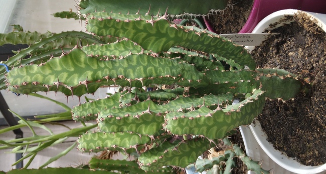 240510 Euphorbia pseudocactus.jpg