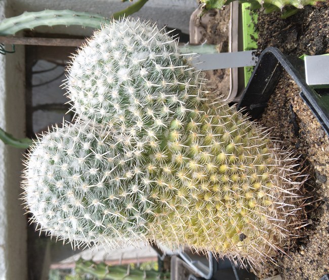 240510 Mammillaria parkinsonii.jpg